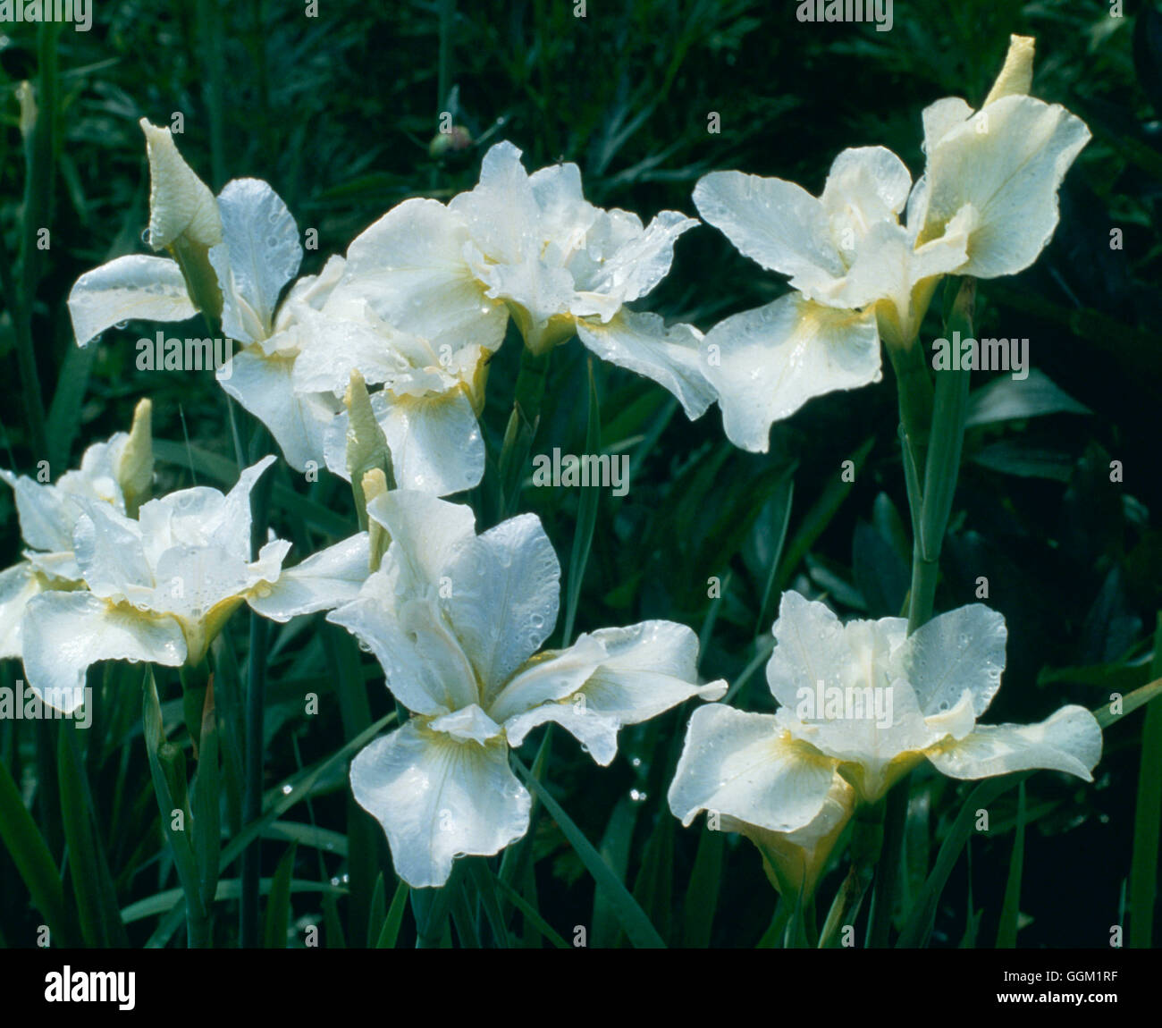 Iris sibirica - `White Swirl'   PER030148 Stock Photo